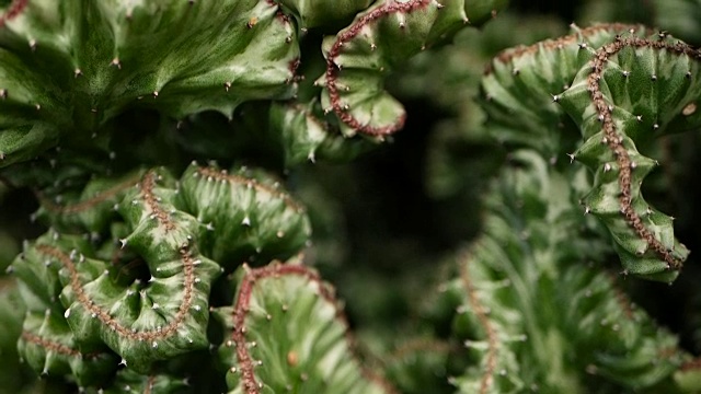 詳情圖-無(wú)葉，多刺，常綠的沙漠植物，在植物園中作為觀賞植物栽培。多肉背景，自然格局。溫室中的大戟頂仙人掌。有粉紅色刺的鋸齒狀珊瑚。