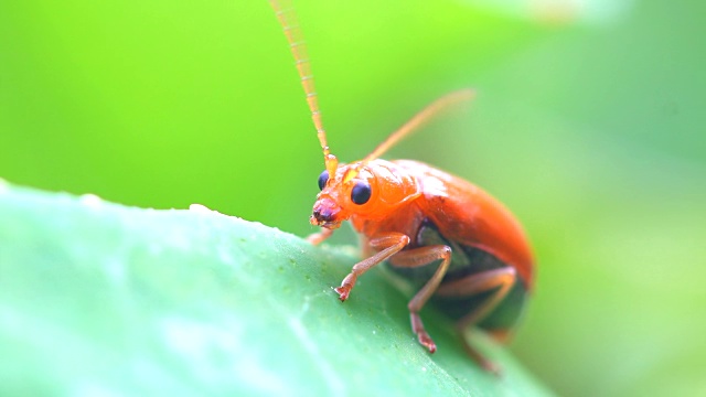 瓢虫叶子上的甲虫
