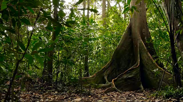 深雾热带森林的野生、生动的植被。丛林景观。内部异国情调的亚洲木材。苔藓藤本植物悬挂在雨林的树冠上。绿色自然背景的亚热带森林。