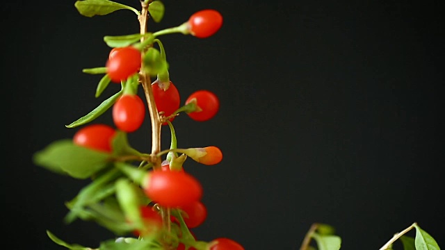 詳情圖-成熟的紅枸杞在枝條上孤立出一黑色