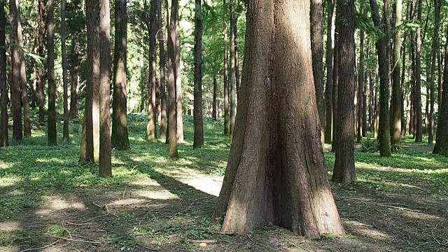 詳情圖-在一個陽光明媚的夏日，水杉林中的樹木隨風(fēng)搖擺。
