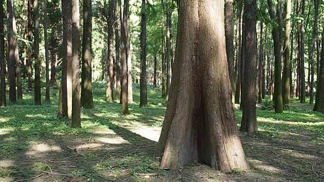 詳情圖-在一個陽光明媚的夏日，水杉林中的樹木隨風(fēng)搖擺。
