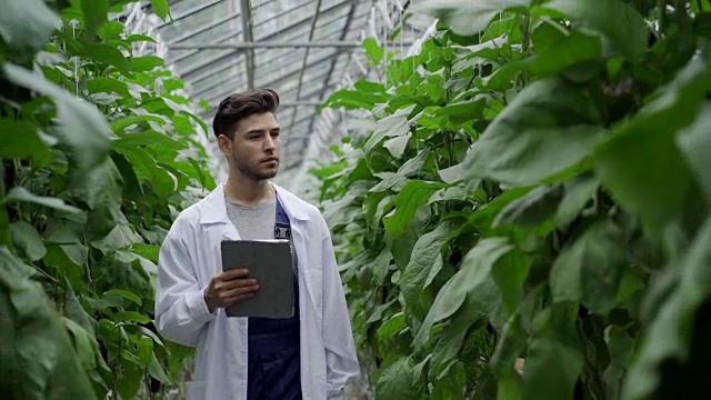 集中的农业科学家用平板电脑在种植的茄子之间行走，仔细检查叶子和蔬菜的中等镜头