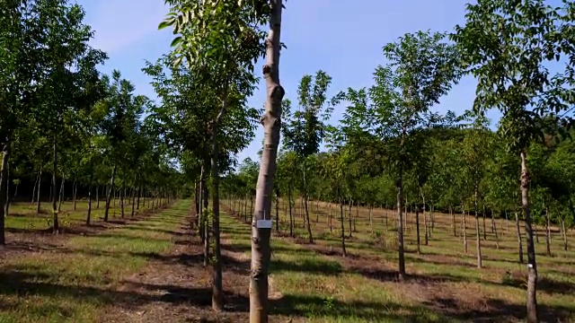 农田，林斯特独特的杂交坚果种植园，旨在生产有价值的木材，成排健康的坚果树在农村种植园，在一个阳光明媚的日子