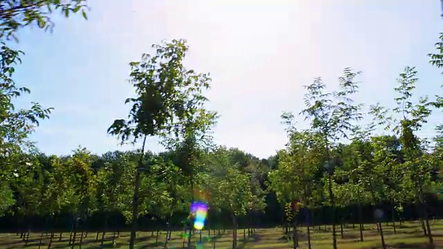 詳情圖-農田，林斯特獨特的雜交堅果種植園，旨在生產有價值的木材，成排的年輕健康的堅果樹在農村種植園，在一個陽光明媚的日子