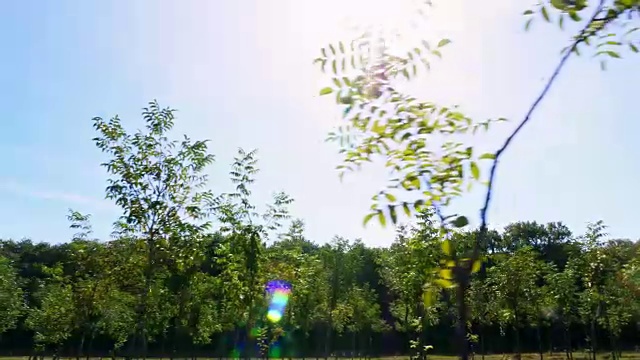 詳情圖-農田，林斯特獨特的雜交堅果種植園，旨在生產有價值的木材，成排的年輕健康的堅果樹在農村種植園，在一個陽光明媚的日子