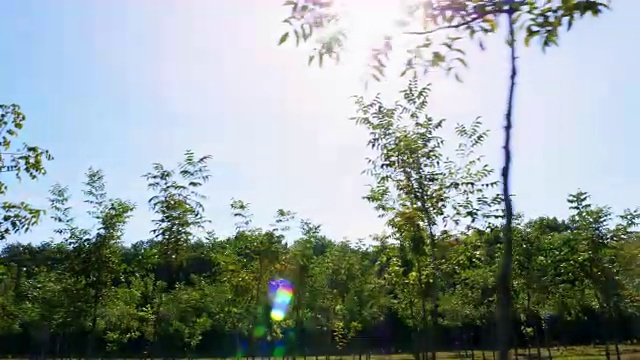 詳情圖-農田，林斯特獨特的雜交堅果種植園，旨在生產有價值的木材，成排的年輕健康的堅果樹在農村種植園，在一個陽光明媚的日子