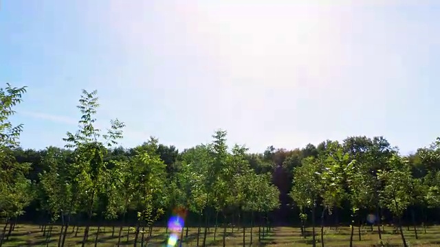 詳情圖-農田，林斯特獨特的雜交堅果種植園，旨在生產有價值的木材，成排的年輕健康的堅果樹在農村種植園，在一個陽光明媚的日子