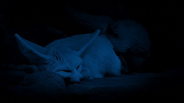 夜间洞穴里的沙漠狐狸