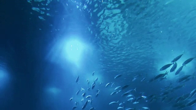 海洋生物