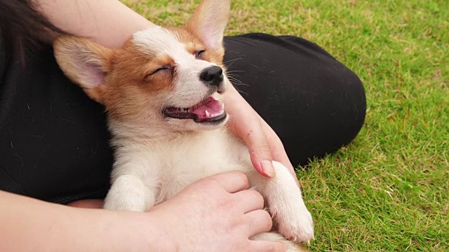 一只威尔士柯基犬喜欢按摩，4千块