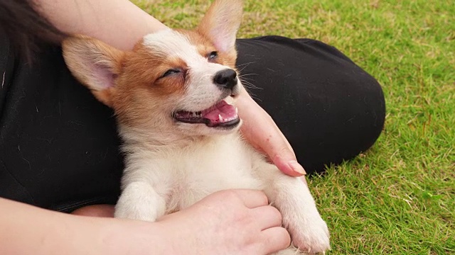 详情图-一只威尔士柯基犬喜欢按摩，4千块