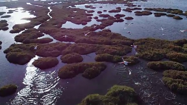 详情图-火烈鸟