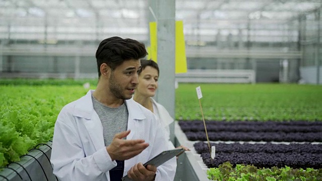 质量控制工程师带着平板电脑走过现代温室，检查和讨论蔬菜生产