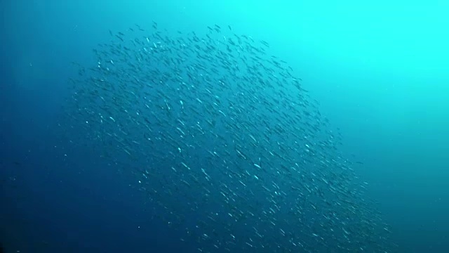蓝色海水中小鱼的大饵球-地中海潜水