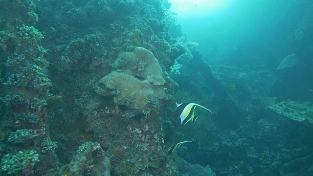 两名摩尔人偶像在巴厘岛图兰本自由号沉船上吃海洋生物