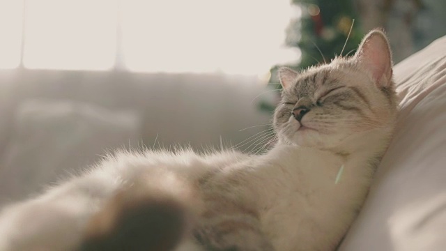猫的脚会自我清洁。