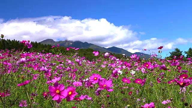 日本的风景
