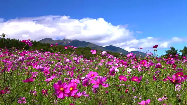 详情图-日本的风景