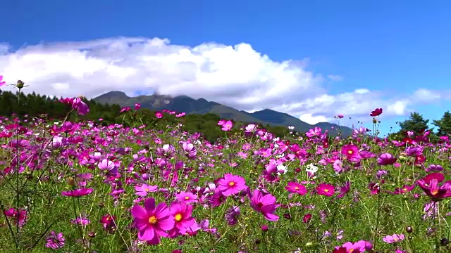 详情图-日本的风景
