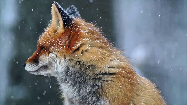 福克斯的画像