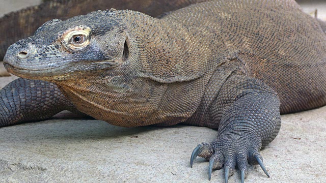 科莫多龙的肖像。(VARANUS KOMODOENSIS)。
