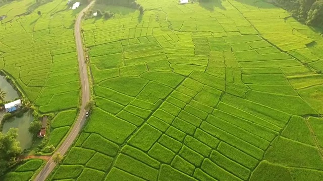美丽的稻田景色