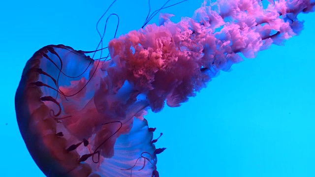 水母在水下