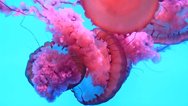 水母在水下