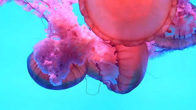 詳情圖-水母在水下