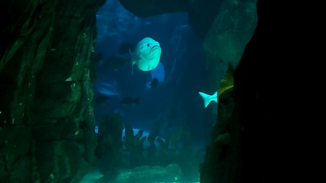 海洋生命