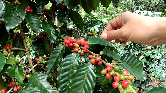 詳情圖-在樹上采摘咖啡豆的慢鏡頭
