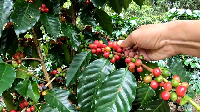詳情圖-在樹上采摘咖啡豆的慢鏡頭