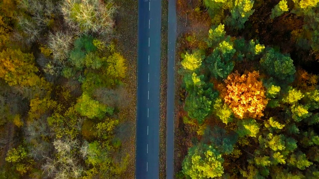 航拍视频通过彩色的印度夏季森林的道路