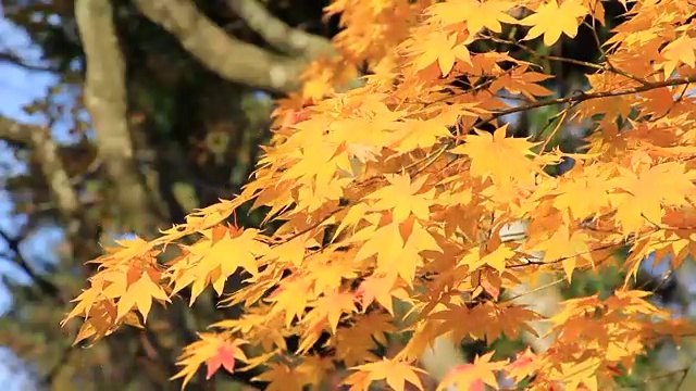 美丽的日本秋叶颜色