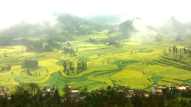 中国罗平晨雾中的油菜田。