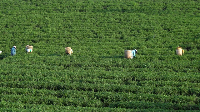 茶叶，茶园和采茶