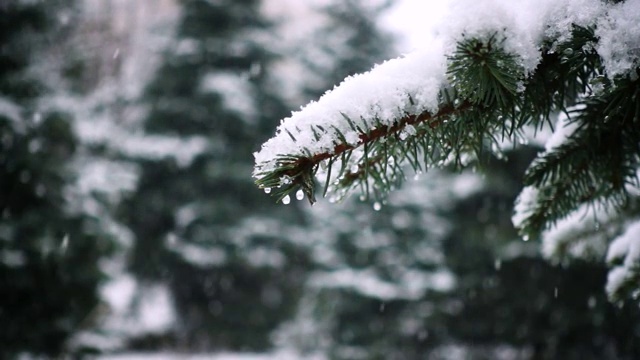 雪花落在冷杉树枝上