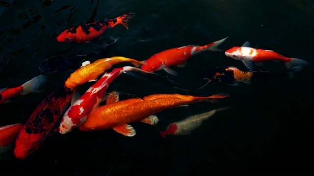 详情图-锦鲤在水族馆游泳的慢动作，花哨的鲤鱼鱼，俯视图