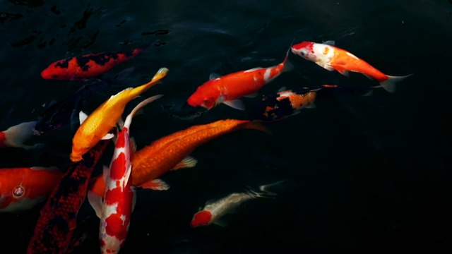详情图-锦鲤在水族馆游泳的慢动作，花哨的鲤鱼鱼，俯视图