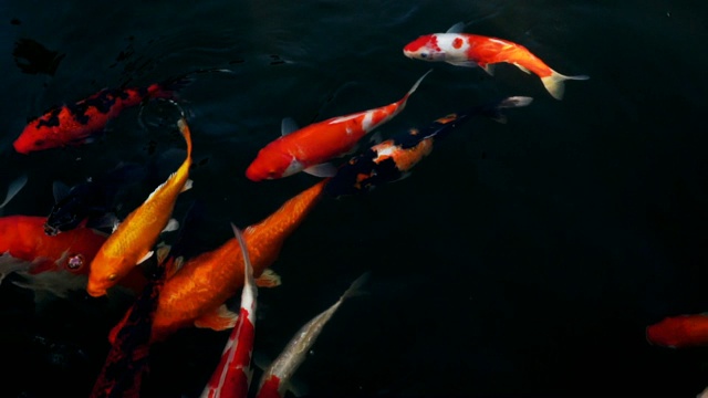 详情图-锦鲤在水族馆游泳的慢动作，花哨的鲤鱼鱼，俯视图