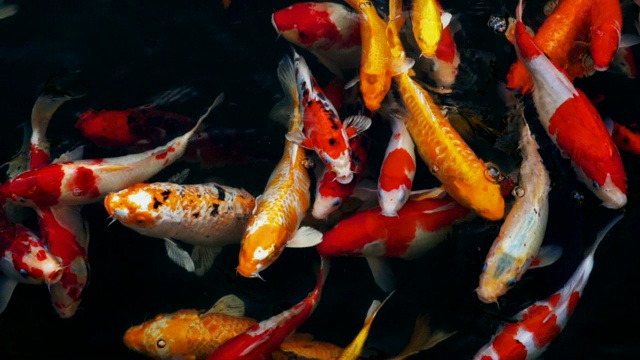 锦鲤在水族馆游泳的慢动作，花哨的鲤鱼鱼，俯视图