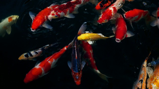 详情图-锦鲤在水族馆游泳的慢动作，花哨的鲤鱼鱼，俯视图