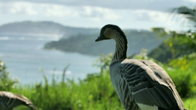 詳情圖-內(nèi)內(nèi)夏威夷鳥(niǎo)熱帶島嶼背景考艾島夏威夷動(dòng)物
