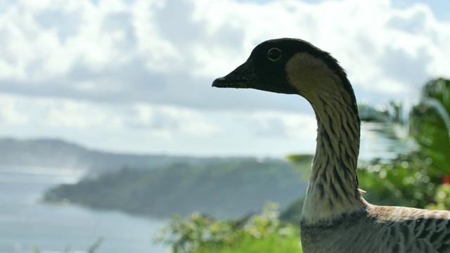 詳情圖-內(nèi)內(nèi)夏威夷鳥(niǎo)熱帶島嶼背景考艾島夏威夷動(dòng)物