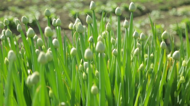 花园里的青葱