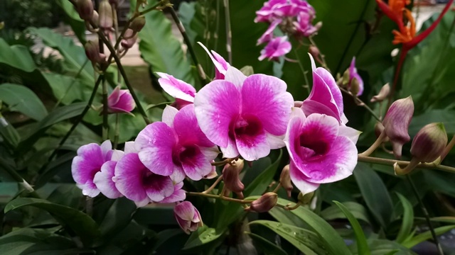 花园里的粉兰
