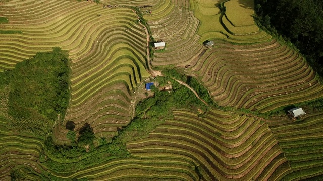 鸟瞰图梯田的农场在丘陵或山区地形，美丽的风景梯田在越南的木仓chai，农业收获梯田是传统的东南亚农业