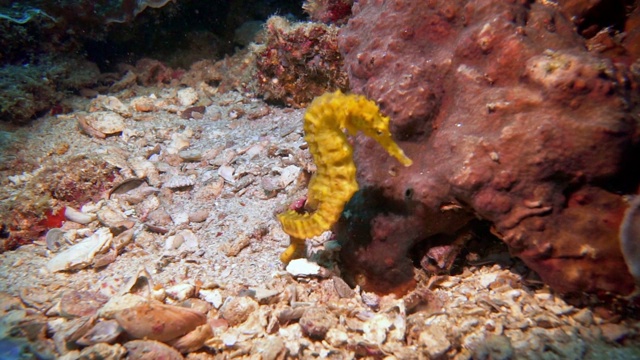 水下濒危物种野生虎尾海马