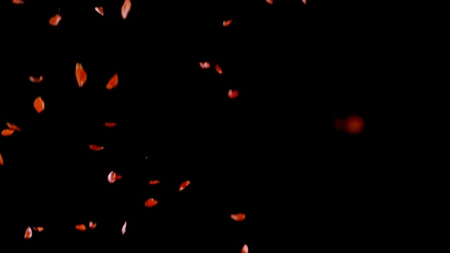 玫瑰花瓣下跌